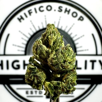 "Gelato 41" (Energizing Sativa) THCa Flower Bulk