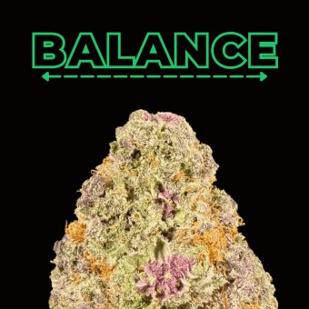 "Fiestaz" THCa Flower