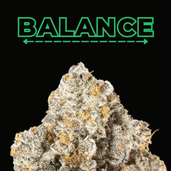 "Gello Shotz" THCa Flower