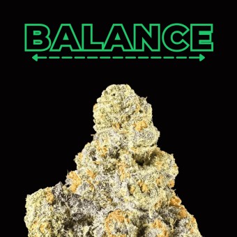 "Bebesita Diesel" THCa Flower