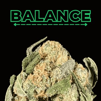 "Cheetoz" THCa Flower