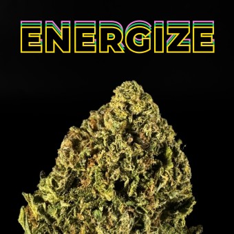 "Jack Herer" THCa Flower (HF0825)