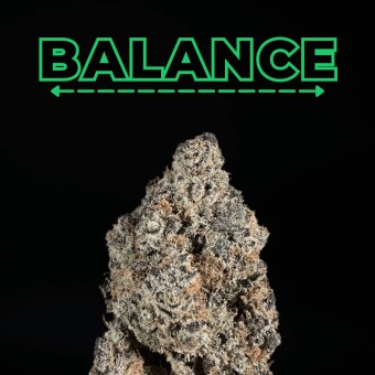 Black Dolphin THCa Flower