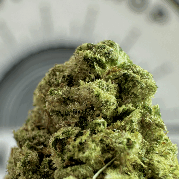 "Gary Payton Smalls" (Balancing Hybrid) THCa Flower Bulk