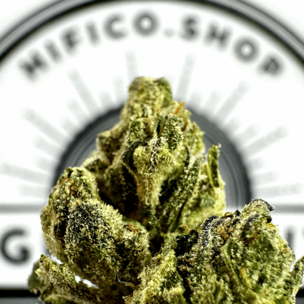 "Gelato 41" (Energizing Sativa) THCa Flower Bulk