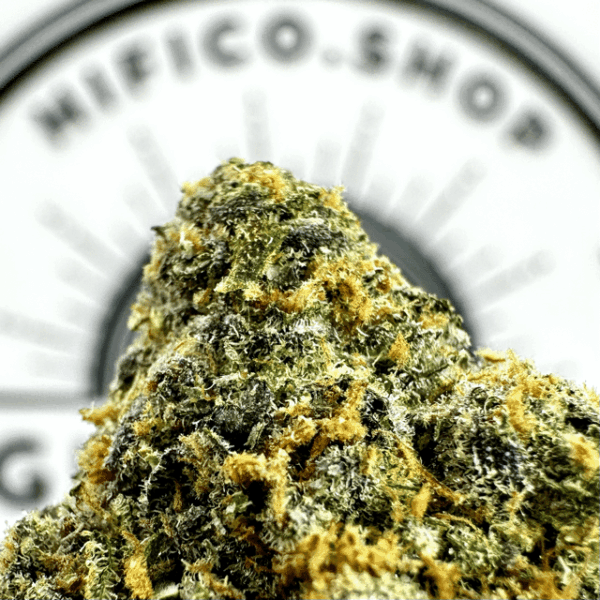 "Tropicana Cookies" (Energizing Sativa) THCa Flower Bulk