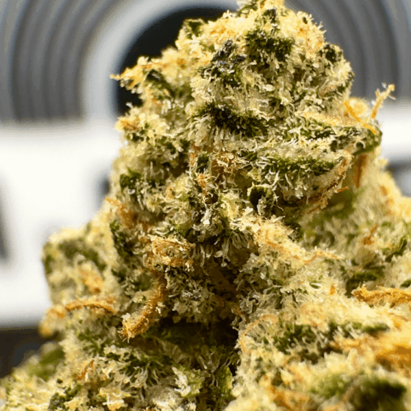 -“Orange Runtz" (Uplifting Sativa) THCa Flower Bulk