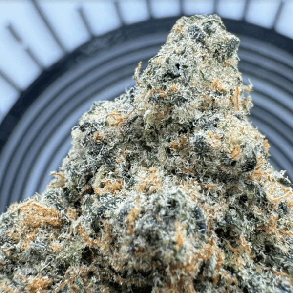 "Orange Slushie" (Restorative Indica) THCa Flower Bulk