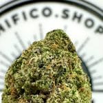 birthday cake relaxing indica thca flower bulk   high fidelity co
