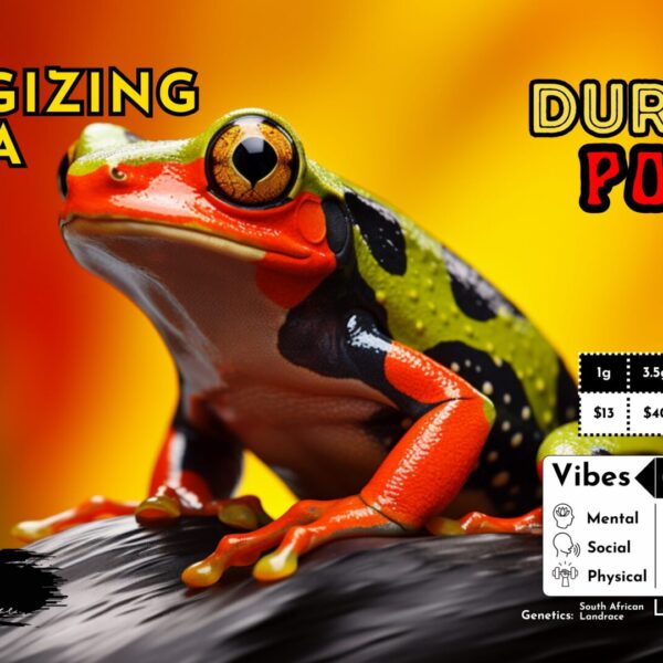 “Durban Poison" (Energizing Sativa) THCa Flower Bulk