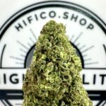key lime jack energizing sativa thca flower bulk   high fidelity co