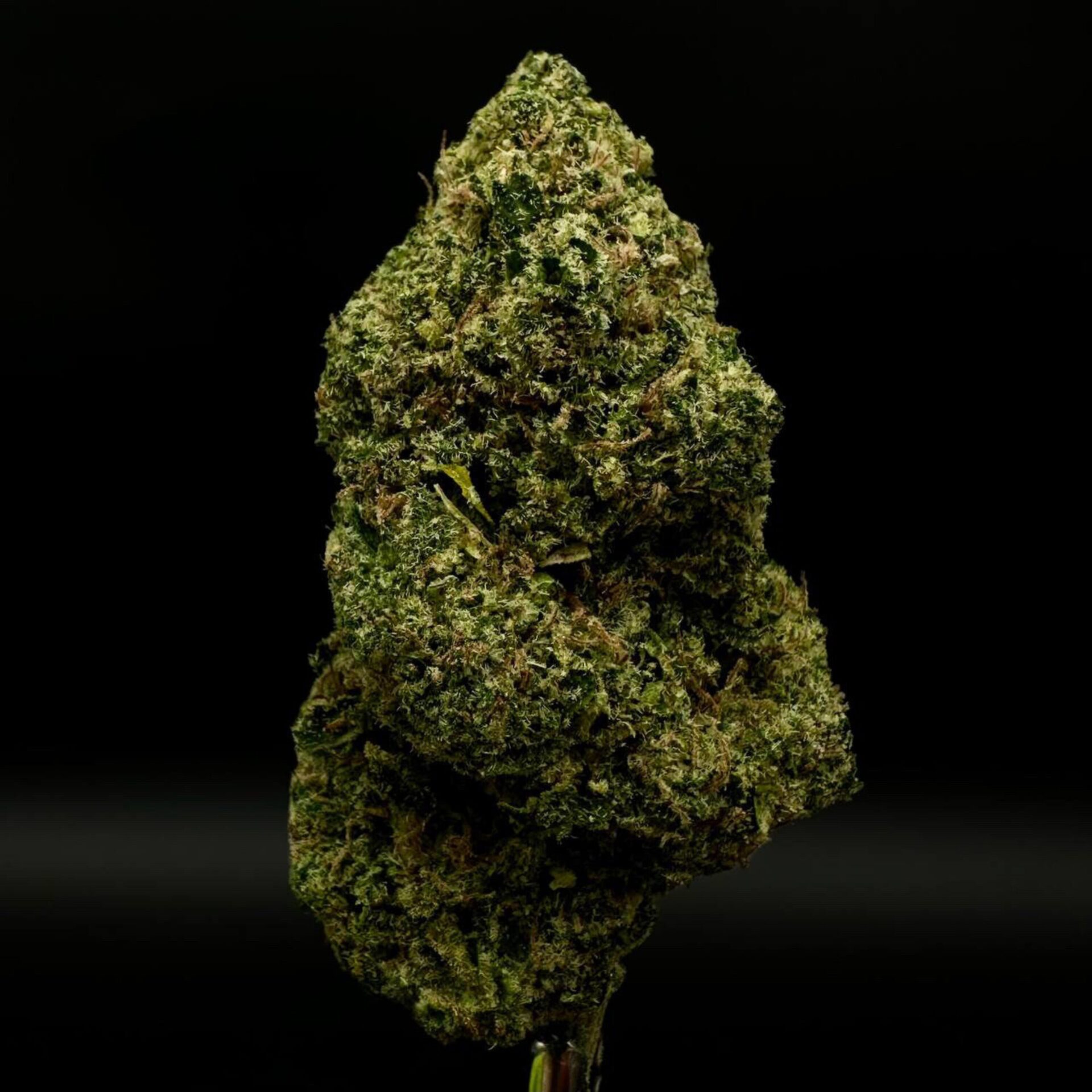 jack herer thca flower   high fidelity co