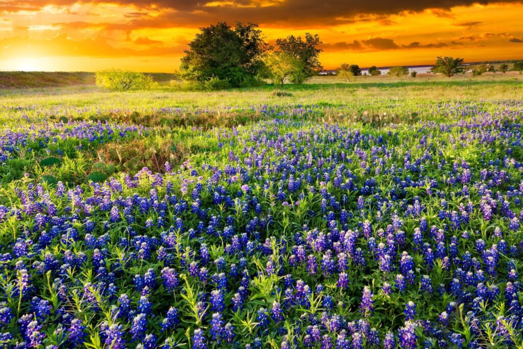Texas Texas