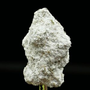 acid cream lo Fi Co thca flower   high fidelity co