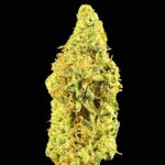 panama red thca flower   high fidelity co