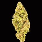 white gelato thca flower bulk   high fidelity co