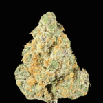 apricot scone strain energizing sativa thca flower   hifico Shop