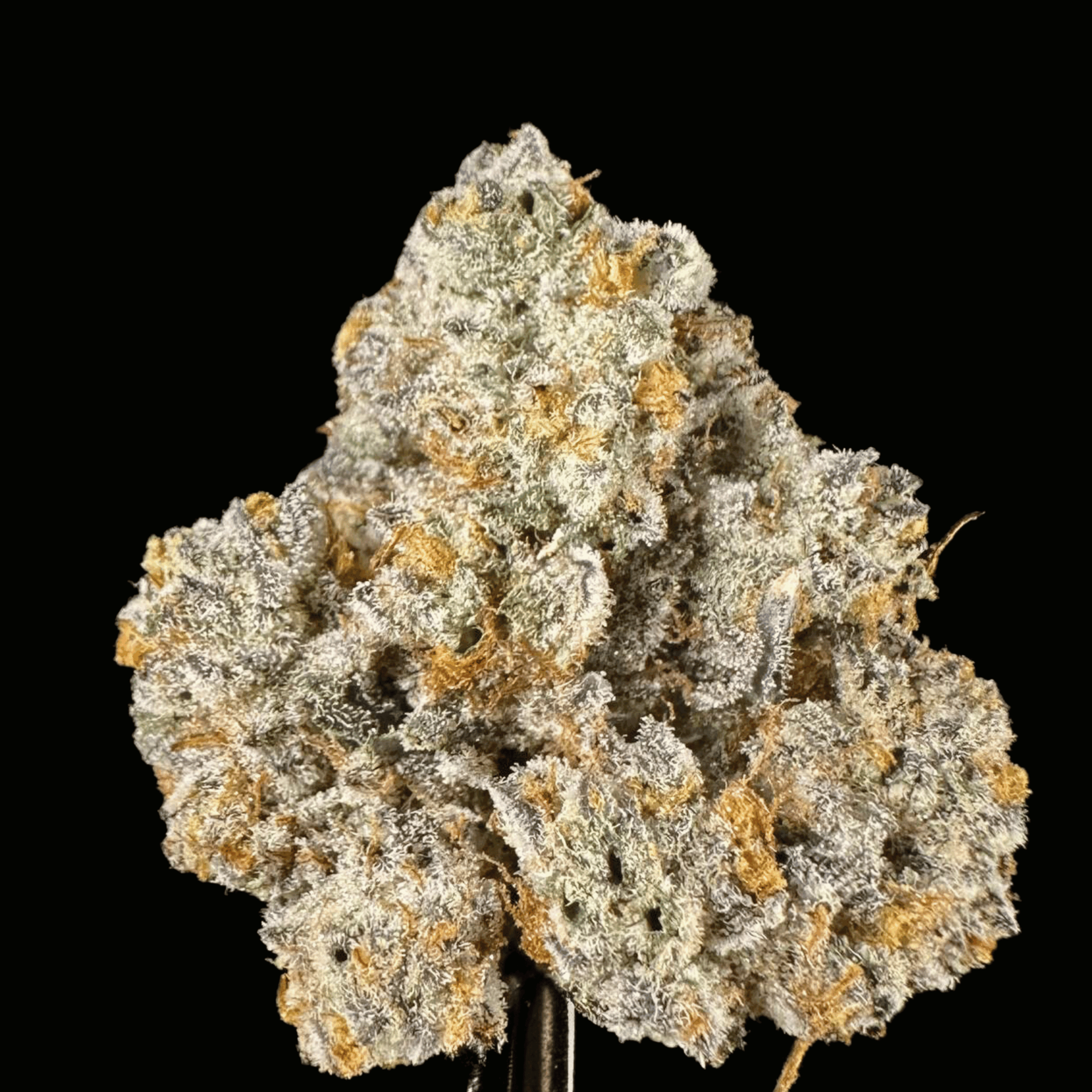 gello shotz thca flower   high fidelity co
