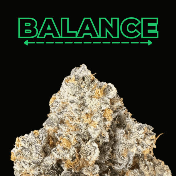 "Gello Shotz" THCa Flower