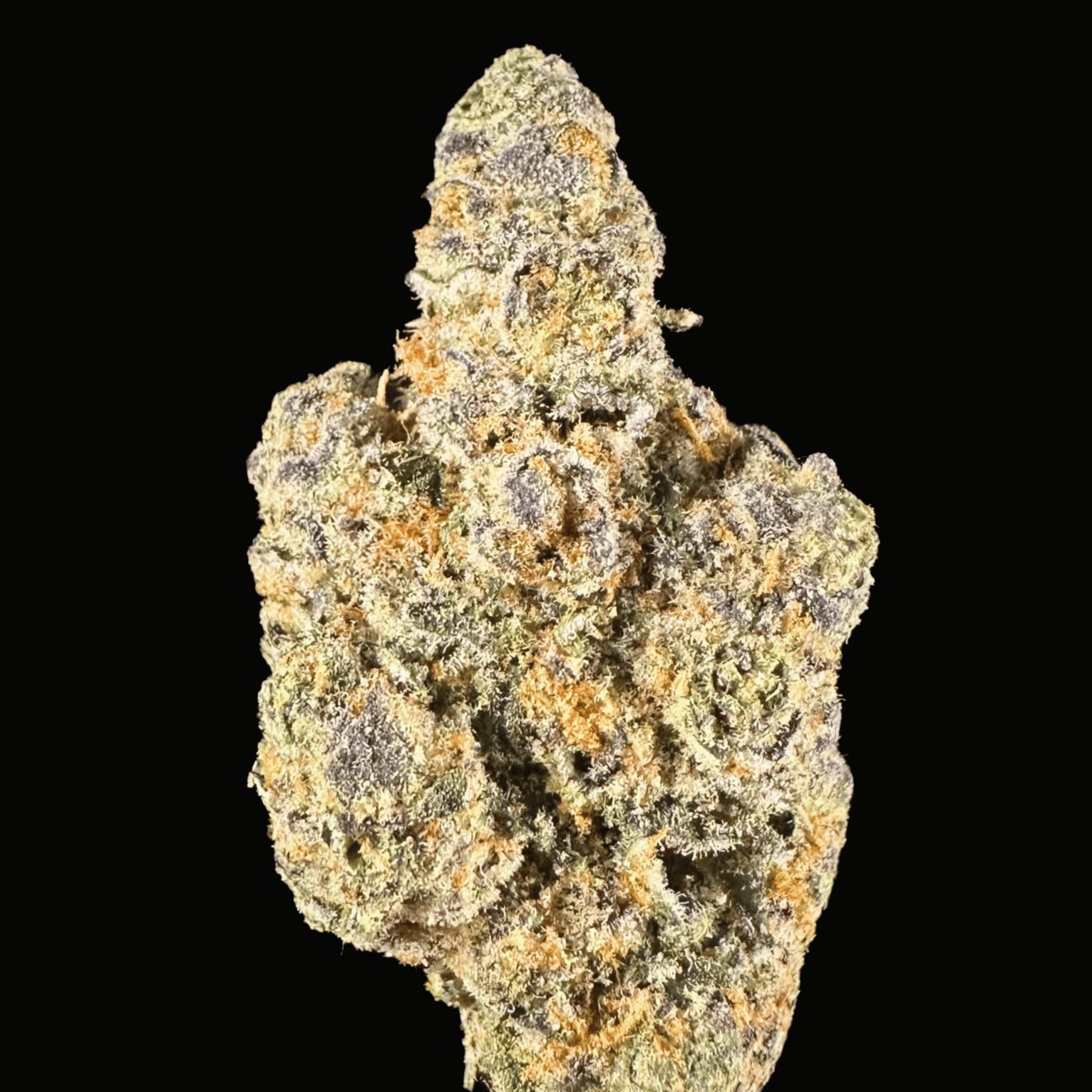 mango fruz thca flower   high fidelity co