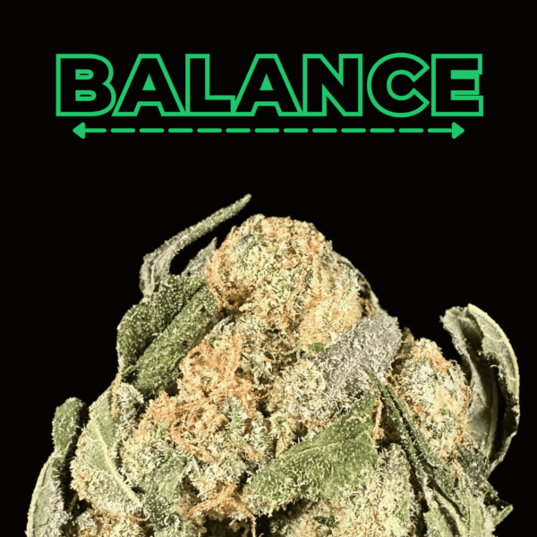 "Cheetoz" THCa Flower