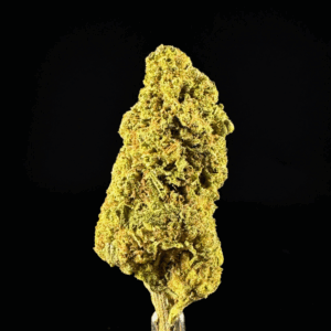 mango haze thca flower   high fidelity co