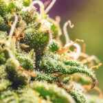 What is THCa