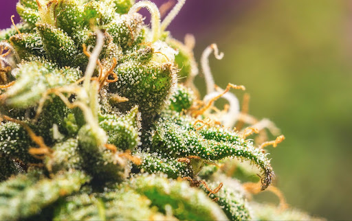 High fidelity co  #1 houston dispensary | shipping across usa   shop premium thca in houston texas   we are the best dispensary in houston for in store and online delivery of thca flower edibles and more