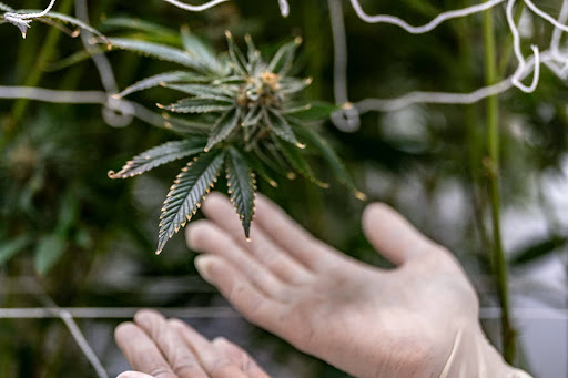 how is thca flower mad
