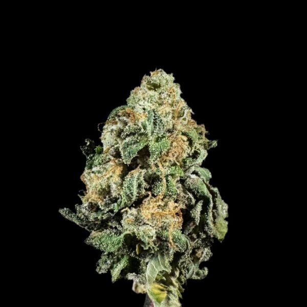 "GMO" THCa Flower (HF1125)