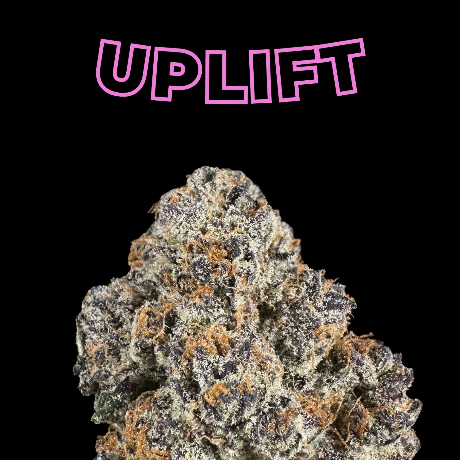 “Daiquiri” THCa Flower (HF0126)