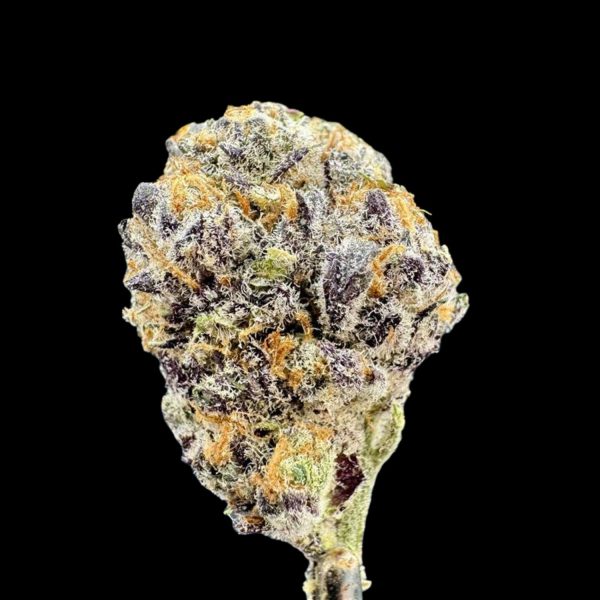 "Blueberry Muffin" THCa Flower (HF0426)