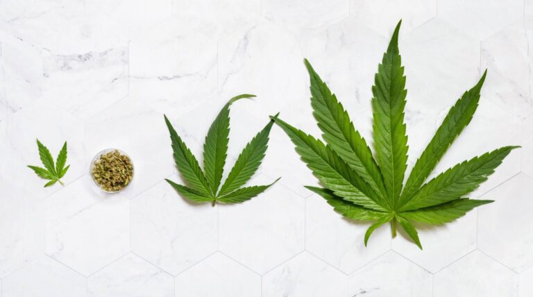 Green cannabis leaves of varying sizes spread across a white marble surface, with a small container of dried cannabis buds nearby.