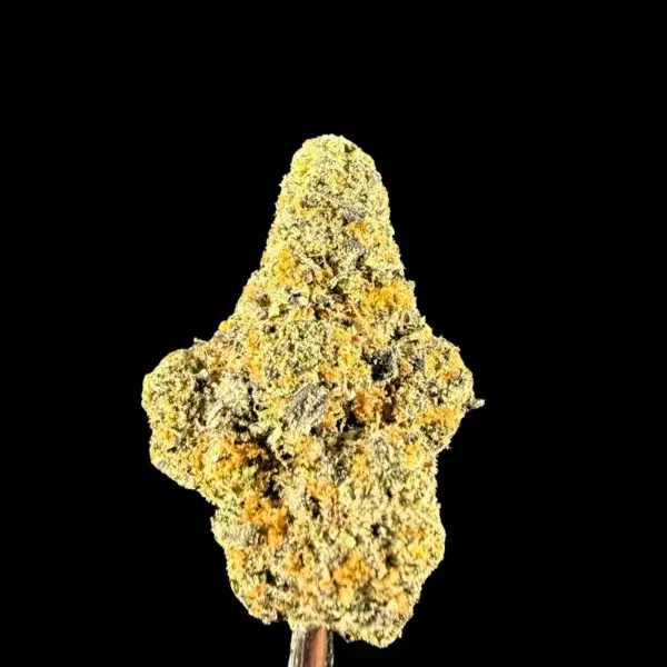 Close-up of a dense cannabis bud with orange hairs on a stem against a black background
