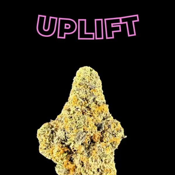 Typography reading 'UPLIFT' in pink outlined letters on a black background with a cannabis nugget at the bottom.